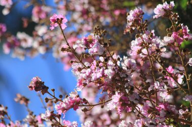 pembe çiçekler ve mavi gökyüzü