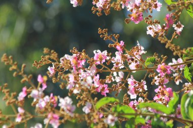 Parkta pembe çiçekler