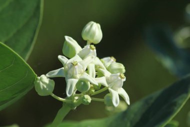 Bahçedeki kalotrop çiçekleri