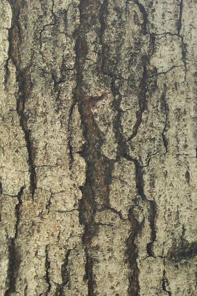 Texture Logs — Stock Photo, Image