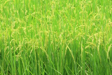 tarlada pirinç bitkisi