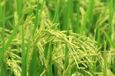 tarlada pirinç bitkisi