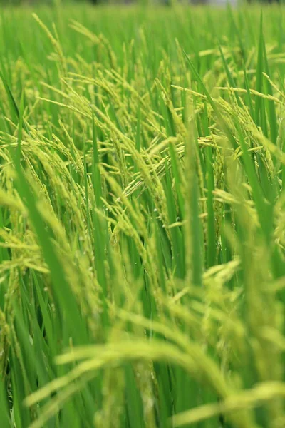 Rice Plant Field — Stock Photo, Image