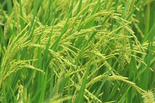 Rice Plant Field — Stock Photo, Image