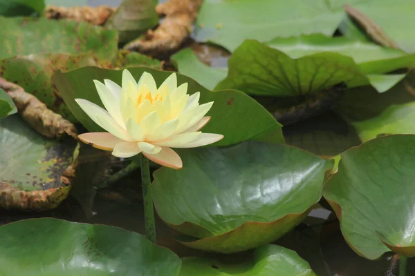 Lotus Pond — Stock Photo, Image