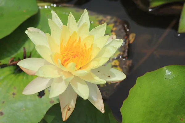 Göletteki Lotus — Stok fotoğraf