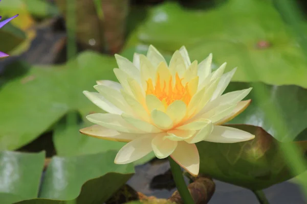 Göletteki Lotus — Stok fotoğraf