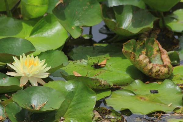 Göletteki Lotus — Stok fotoğraf