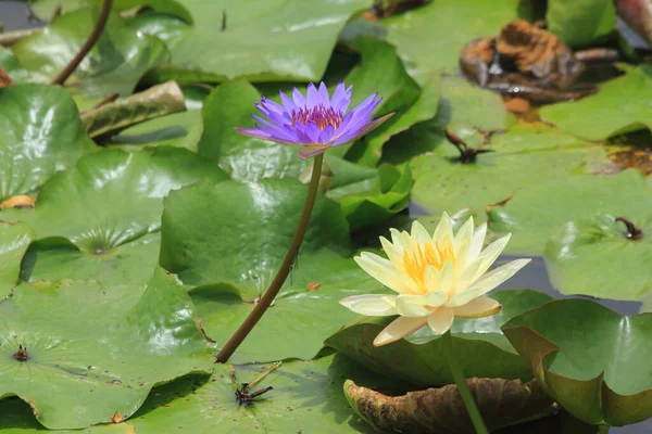 Göletteki Lotus — Stok fotoğraf