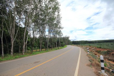 Yol ve kauçuk tarlaları