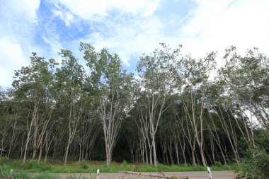 Güney Tayland 'daki lastik tarlaları