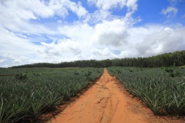 Güney Tayland 'daki ananas çiftliği.