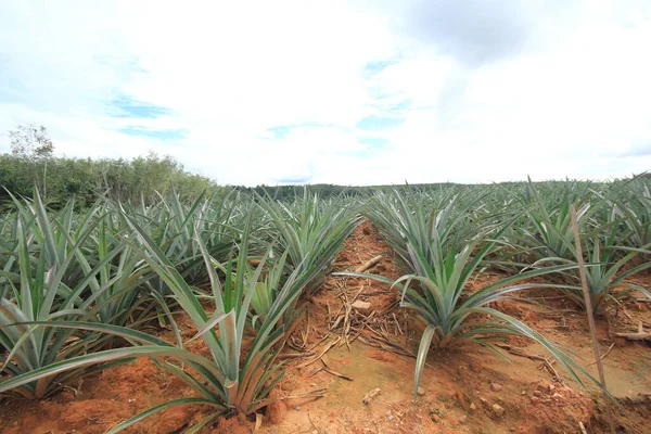 Ananasplantage Süden Thailands — Stockfoto