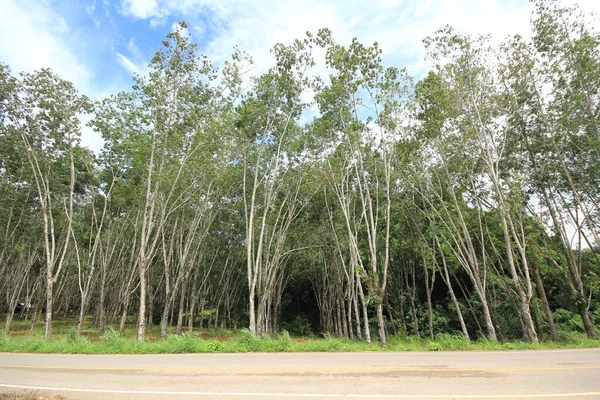 Plantaciones Caucho Sur Tailandia — Foto de Stock