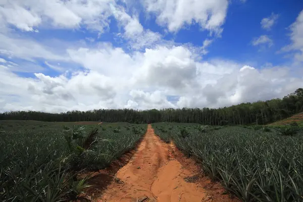 Plantação Abacaxi Sul Tailândia — Fotografia de Stock