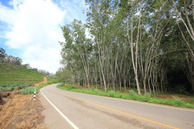 Şehrin dışındaki yol.