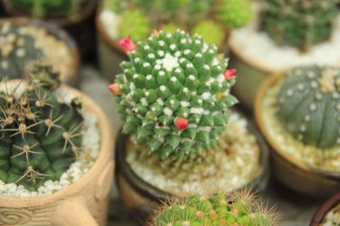 Tencerede küçük bir kaktüs