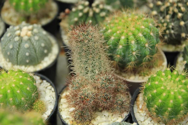 Small Cactus Pot — Stock Photo, Image