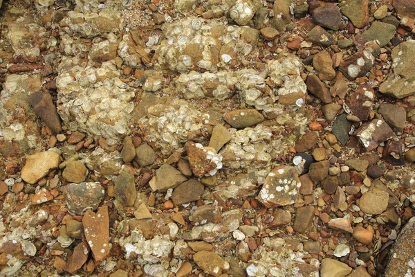 Pedras Conchas Junto Mar — Fotografia de Stock