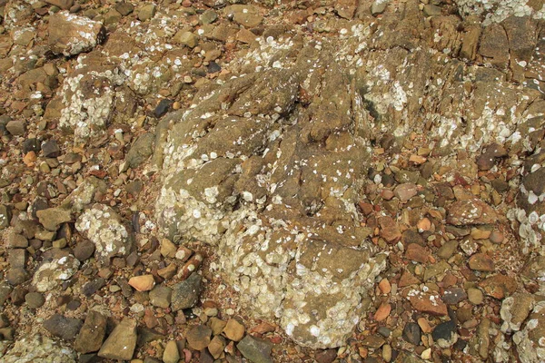 Rocas Conchas Junto Mar —  Fotos de Stock