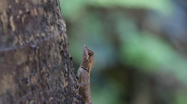 Ağaçtaki kertenkele