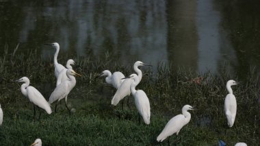 Akbalıkçıllar göle akın ediyor