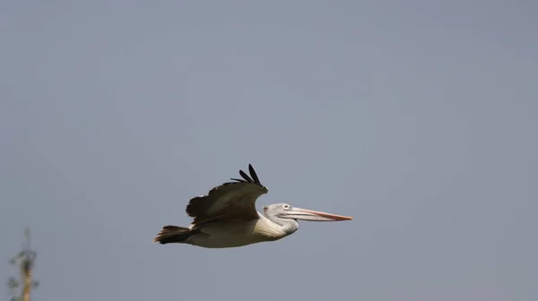 Пятнистый Пеликан Полете — стоковое фото