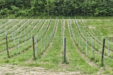 Büyüyen genç ÜRETIM