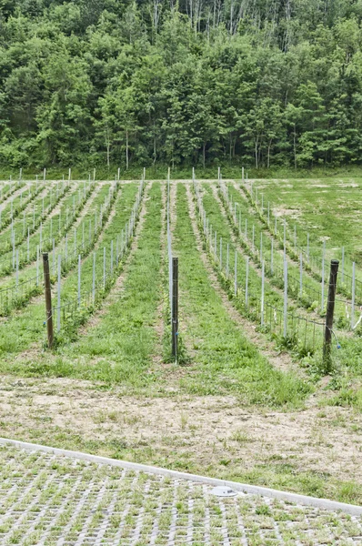 Fiatal, növekvő szőlőhegy — Stock Fotó