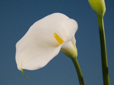 calla çiçek