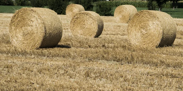 Bales of hay — Stock Photo, Image