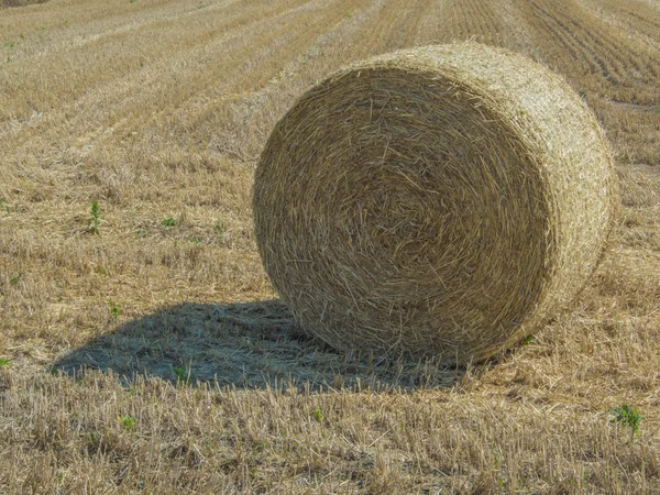 Heuballen — Stockfoto