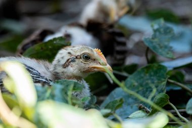 Dramatik ışıklandırma ve yumuşak bokeh arkaplan ile açık havada civciv.