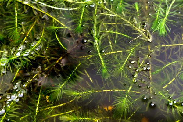 Сосновая ветвь и иглы с отражением воды — стоковое фото