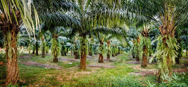 Palmölplantagen, Khao Sok Nationalpark, Thailand. — Stockfoto