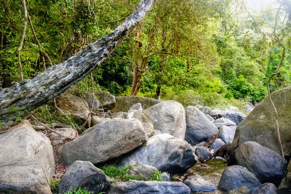 Mysterieuze Thaise jungle — Stockfoto