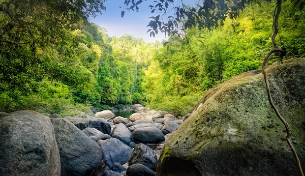 Mysterieuze Thaise jungle — Stockfoto