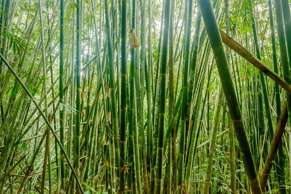 Бамбуковий ліс. Джунглях фону в Таїланді — стокове фото