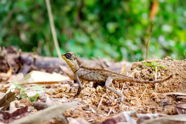 Тайская ящерица, пойманная в дождевом лесу — стоковое фото