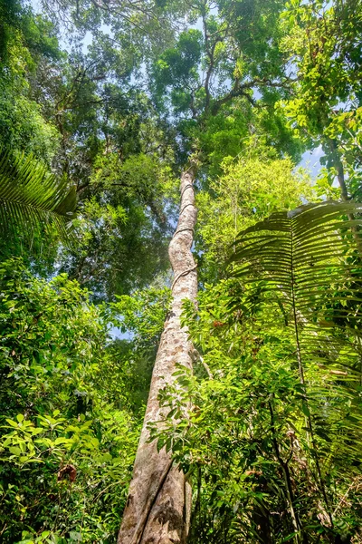 Високий і великий дерево Dipterocarpus, Таїланд. — стокове фото