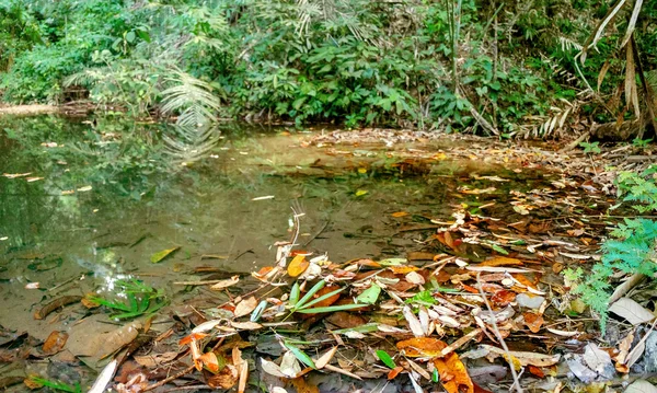 Piccolo lago con foglie cadute nella giungla — Foto Stock