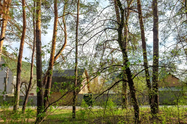 Vista del pueblo a través de los árboles en el bosque —  Fotos de Stock