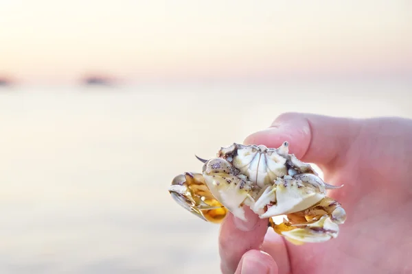 Mão segurando pequeno caranguejo amarelo-branco — Fotografia de Stock