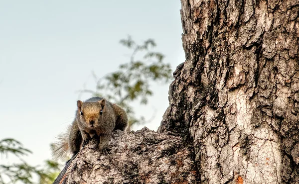 Squirrel sits on tree trunk — Stock Photo, Image