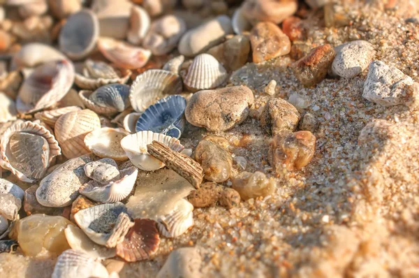 Close up de areia molhada com conchas marinhas esmagadas em dia ensolarado . — Fotografia de Stock