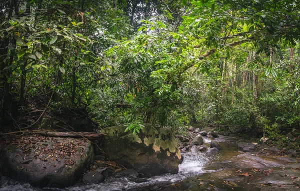 Тропічний Буйний Зелений Ліс Каскад Малого Річкового Потоку Між Кам — стокове фото