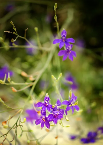 Las flores de color lila salvajes en la playa — Foto de Stock