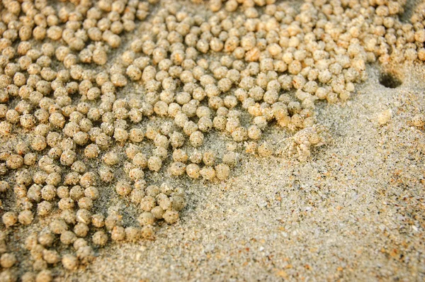 Little hardworking crab rolls balls from sand on a sea beach Stock Photo