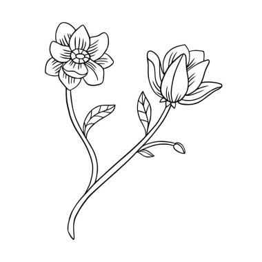 Çiçek karalaması. Vektör eli botanik dersinde. Bahar bitkisi tasarımı. Beyazda izole edilmiş.