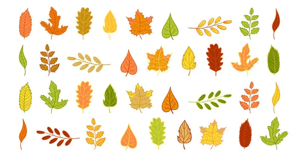 Folhas Outono Grande Conjunto Isolado Vector Fall Ilustração Clip Arte — Vetor de Stock